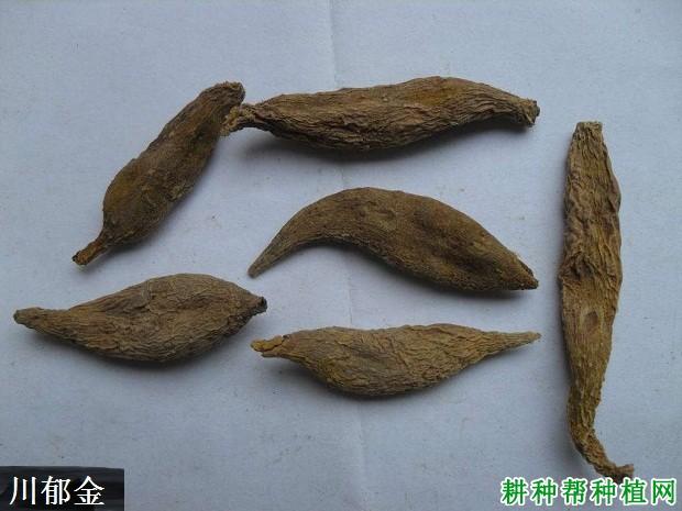 郁金是姜科植物姜黄,温郁金,广西莪术和蓬莪术的块根.