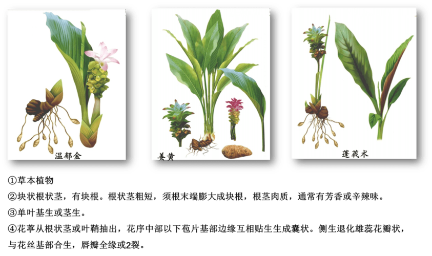 由于没有找到准确的广西莪术原植物图片,这里仅展示温郁金,姜黄以及蓬
